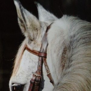 Meet your Posher, Sheryl